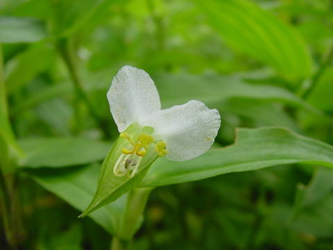 ★ 露草★ 露草色(つゆくさいろ)とは？：伝統色のいろは